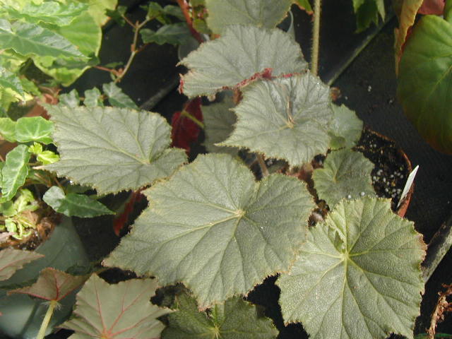 B. ‘Pink Lemonade’